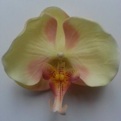 Orchidée dans les tons beige /pêche 11cm